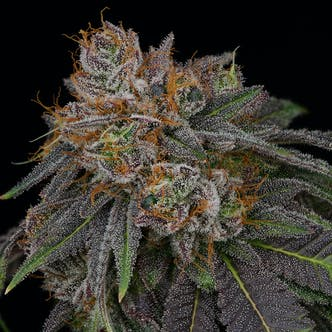 BLUEBERRY PREMIUM FLOWER